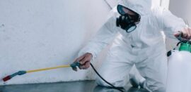 أفضل مبيد لقتل الصراصير في المجاري