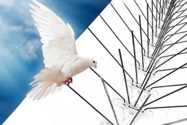 شركة تركيب طارد الحمام بالرياض