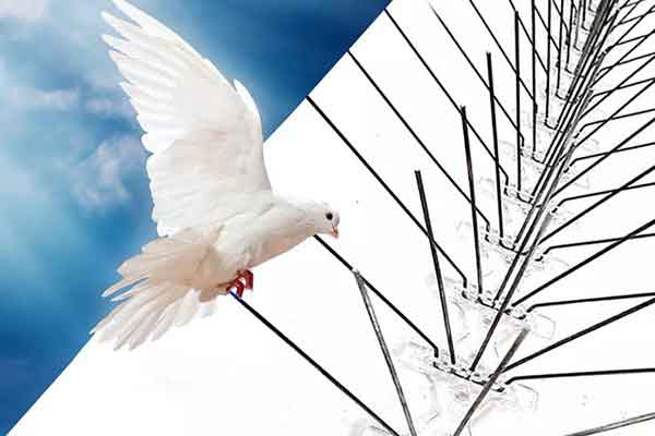 شركة تركيب طارد الحمام بالخرج